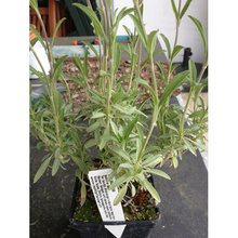 spanischer Salbei -Salvia lavendulifolia 6 Stück